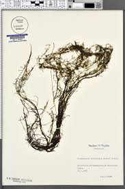 Image result for Potamogeton trichoides