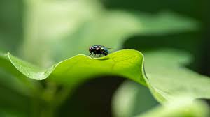 Big and greenish but look like big slow house flies? How To Get Rid Of House Flies