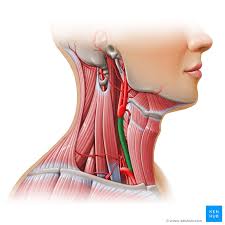 Strength provided by the bones, discs. Head And Neck Regions And Anatomy Kenhub