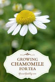 Growing chamomile from seed to tea. Growing Chamomile For Tea