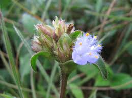 Image result for Cyanotis longifolia