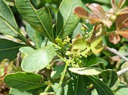 Image result for Searsia natalensis