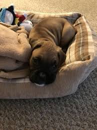 Advice from breed experts to make a safe choice. Boxer Puppy For Sale In Tallahassee Fl Adn 59362 On Puppyfinder Com Gender Female Age 7 Weeks Old Boxer Puppies For Sale Boxer Dogs For Sale Boxer Puppies