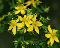 Image result for Hypericum humbertii