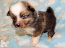 High to low nearest first. Blue Eyed Pomeranian Puppies For Sale Petsidi