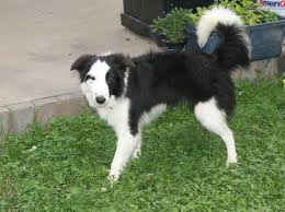 Louis, missouri has border collie puppies for sale! Border Collie Puppies For Sale In Missouri Dogs Breeds And Everything About Our Best Friends