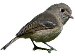 Image result for Wahlenbergia huttonii