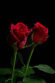 Flowers Tumblr Rose Flower Pictures Beautiful Rose Flowers Beautiful Red Roses