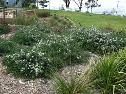 Image result for Westringia