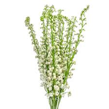 Find unique, wholesale wedding favors, graduation party favors, plus seasonal ideas at favors & flowers. Palm Beach Wholesale Flowers