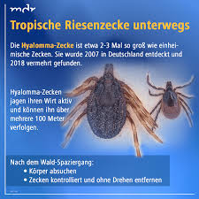 Tropische Riesenzecke Unterwegs Tropisch Zecke Zecken