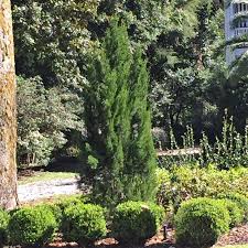 2 5 Qt Spartan Juniper Live Evergreen Tree Dark Green Fast Growing Privacy Plant 3402q The Home Depot Privacy Plants Plants Southern Living Plants