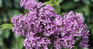 Wenn Der Chinesische Flieder Seine Duftenden Bluten Im Mai Offnet Gibt Es Kaum Etwas Schoneres Im Garten Wie Sie Den Strauch In 2020 Pflanzen Garten Pflanzen Flieder