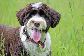 Panting is the body's way of increasing airflow by causing the dog to breathe heavily to get oxygen, according to the natural dog health remedies website. Is Your Dog Panting Too Excessively Hill S Pet