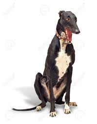 Kostnadsfritt för kommersiellt bruk ingen tillskrivning krävs upphovsrättsfritt. Greyhound Hund 18 Monate Alt Sitzt Und Gahnt Vor Weissem Hintergrund Lizenzfreie Fotos Bilder Und Stock Fotografie Image 11419194