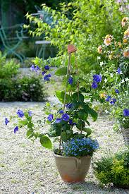 Image result for Thunbergia battiscombei