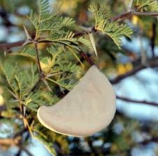 Image result for Acacia erioloba