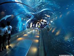 John G Shedd Aquarium Shedd Aquarium Chicago Newport Aquarium Chicago Travel