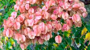 Seasonal Calendar Of What To Grow In Autumn