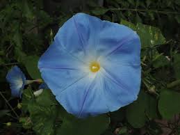 Image result for Ipomoea violacea