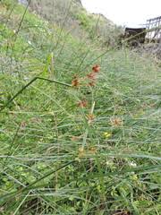 Image result for Cyperus aterrimus