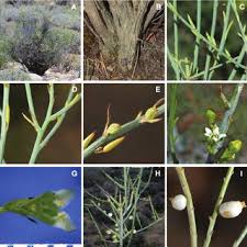 Image result for Osyridicarpos schimperianus