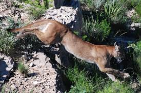 South of england is warmer than north. Estimating Texas Mountain Lion Population Is Like Herding Cats Literally Reporting Texas Reporting Texas