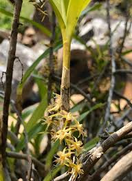 Image result for Tridactyle tridactylites