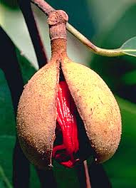 Image result for Myristicaceae