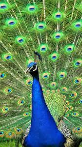 Iphone X Wallpapers Birds Wallpaper Hd Bird Wallpaper Bird