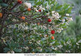 It has small white and pink flowers in summer that attract butterflies and hummingbirds and is a critical host plant for the sphinx moth. Red Berries And Small White Flowers On A Plant Canstock