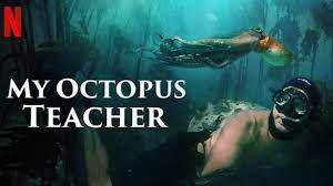 My octopus teacher (no, it isn't just another oddly titled anime) is the intimate diary of craig foster, a freediver and filmmaker who, during a particularly dark period of his life, spent a year observing and chronicling an octopus in the kelp forests along the south african coast. My Octopus Teacher The Emotional Nature Documentary We Need A Meditative Experience Hollywood Insider
