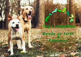 Dog's HappyNess Promeneur chiens & Educateur canin