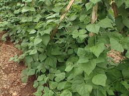 Bush beans require no extra support and are ready for harvesting all at once — perfect for canning or freezing. How To Grow Pole And Bush Beans How Tos Diy