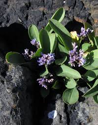 Image result for Limonium vulgare
