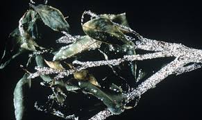 Check spelling or type a new query. Citrus Snow Scale Unaspis Citri Comstock