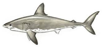 All you need is something to draw with, paper, and coloring s. How To Draw A Shark Step By Step Adobe