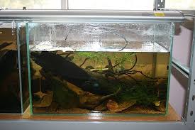 Wild Betta Breeding Tank Betta Breeding Betta Tank Betta