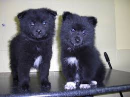 Graduated from university of johannesburg, and has a diploma from the university of victor babes, timisoara, romania. Cuccioli Di Volpino Nero Su Lapulce It Animali