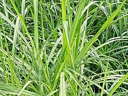 Image result for Cenchrus purpureus