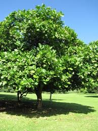 Image result for Tabernaemontana inconspicua