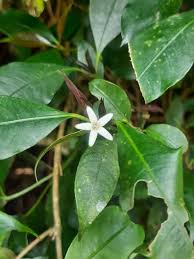 Image result for Psychotria auxopoda