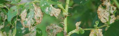 The rose curculio is a chewing insect that prefers yellow and white roses. Rose Leaves Are Turning Light Brown With A Lacy Appearance Melinda Myers