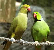 Birds of a feather flock together. Perching Mechanism Of Birds