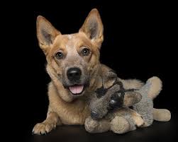 Looking for a pet sitter for 1 dog, 1 cat, 1 other pet in wilmington. 10 Dog Photography Tips By A Pet Photographer