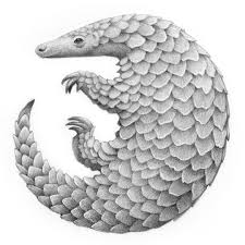 The Hands Of Travis Louie Drawing Of Pangolin First Pass For