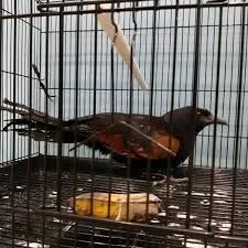 Pembayaran mudah, pengiriman cepat & bisa cicil 0%. Gagak Mata Merah