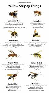 Yellow Striped Bugs Bees Wasps Etc In 2020 Bee Bee Facts Carpenter Bee