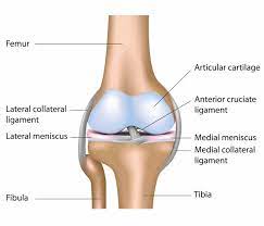 Medial collateral ligament knee anatomy. Medial Collateral Ligament Mcl Injuries Core Em