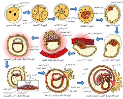 صورة مرحلة الجنين (جسم الإنسان)
